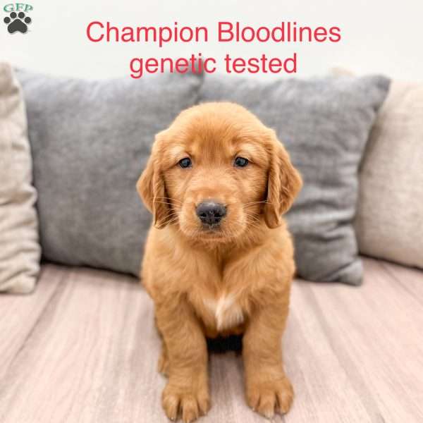 Chester, Golden Retriever Puppy